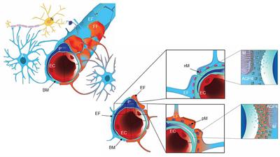 Cellular changes at the glia-neuro-vascular interface in definite idiopathic normal pressure hydrocephalus